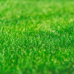 Instant Turf Tall Fescue (per metre) image