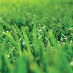 Instant Turf Prestige Buffalo (per metre) image