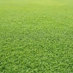 Instant Turf HG Santa Ana Couch (per metre) image