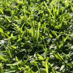 Kikuyu Instant Turf