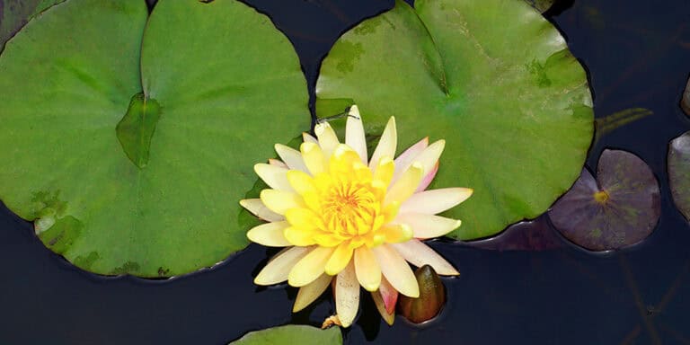 Effective Pond Filtration