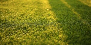 Choose The Ideal Lawn Variety
